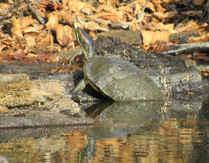 Red-ear Slider